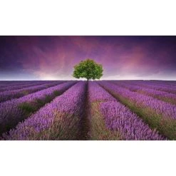 ALTER Tapis De Salle De Bain, 100% Made In Italy, Tapis Antitache Avec Impre... -Magasin Joss & Main tapis de salle de bain 100 made in italy tapis antitache avec impression numerique tapis antiderapant et lavable modele alana 120x70 cm 11161804 29208760 1140x1140